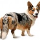 cardigan welsh corgi